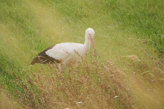 Storch im Feld
