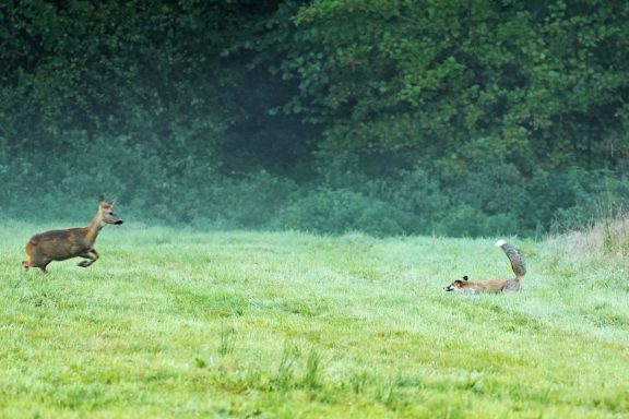 Ricke und Fuchs