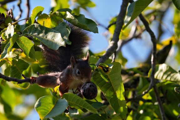 Eichhörnchen 2