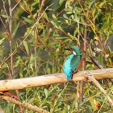 Eisvogel