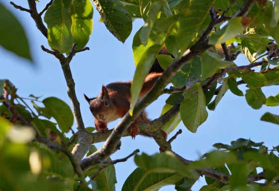 Eichhörnchen 3