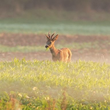 Rehbock bei Sonnenaufgang