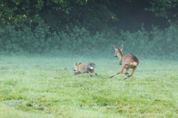 Ricke verjagt Fuchs 2