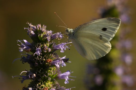 weißer Schmetterling
