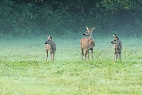 Ricke mit 2 Jungtieren