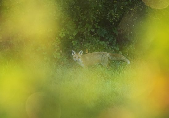 Fuchs Ruhrauene
