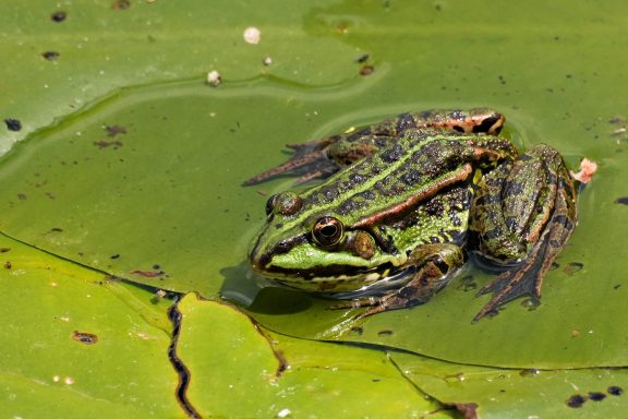 Frosch im See