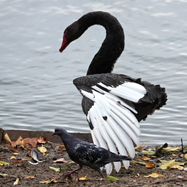 Trauerschwan mit Taube