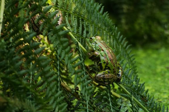 Frosch