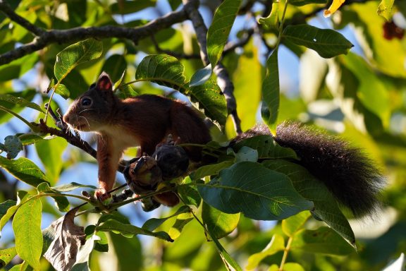Eichhörnchen 1
